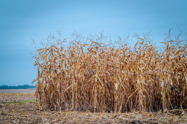 Rows of dry corn on autumn field. Blue sky background. Corn field in late autumn. Dry stubble - Foto, Bild