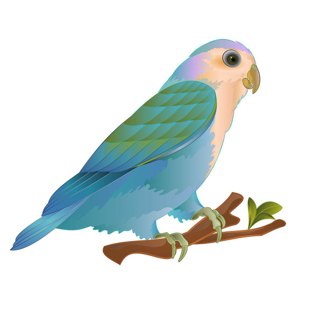 Inséparable Agapornis roseicollis perroquet bleu morphe Oiseau tropical face pêche debout sur une branche sur un fond blanc illustration vectorielle vintage modifiable dessin à la main - Vecteur, image