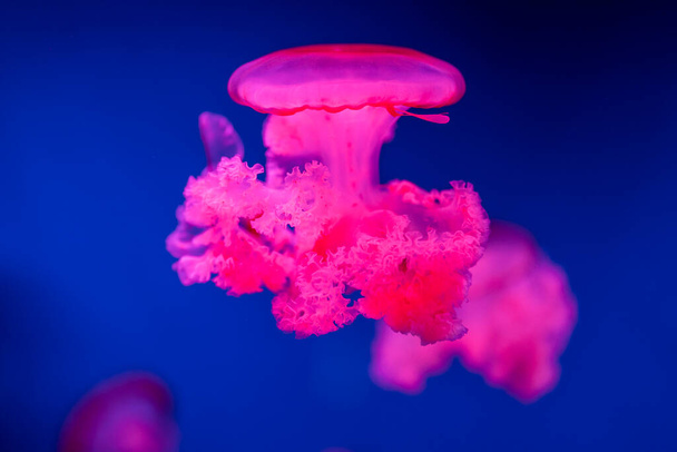 medusas Rhizostoma en el mar hermosas nadadas venenosas - Foto, imagen