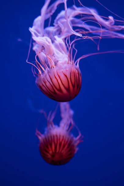 μέδουσες Ιαπωνική Θάλασσα Τσουκνίδα στη θάλασσα όμορφα δηλητηριώδη κολυμπά - Φωτογραφία, εικόνα