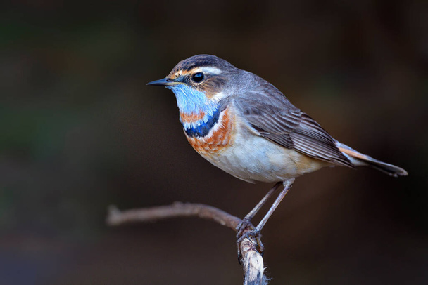 Bluethrot (luscinia svecica) under changing its feathers into breeding plumage in early summer during late visiting to Thailand - Photo, Image