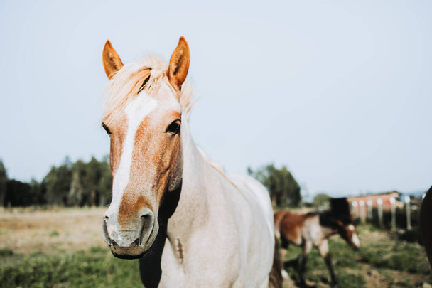 Primer plano de hermosos caballos chilenos blancos y marrones en la naturaleza. - Foto, Imagen