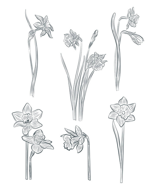 Sketch Botany Collection. Narciso o narciso. - Vector, imagen