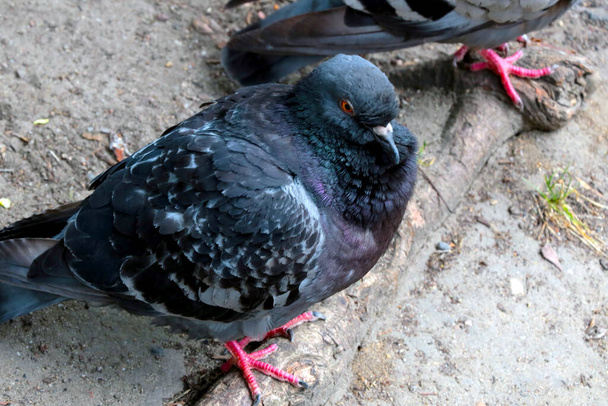 Close-up of a beautiful city pigeon in nature - Foto, Imagen