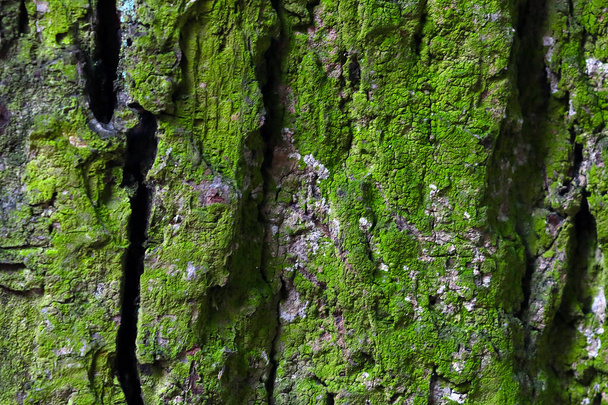 On the bark of the old tree green moss, the texture of the bark, the background - Foto, imagen