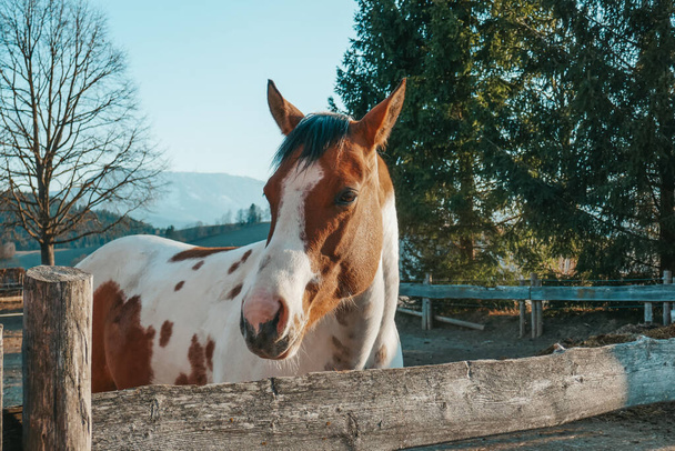 農場で美しい馬。馬の肖像. - 写真・画像
