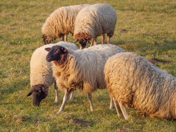 овцы на Meadow в Германии
 - Фото, изображение