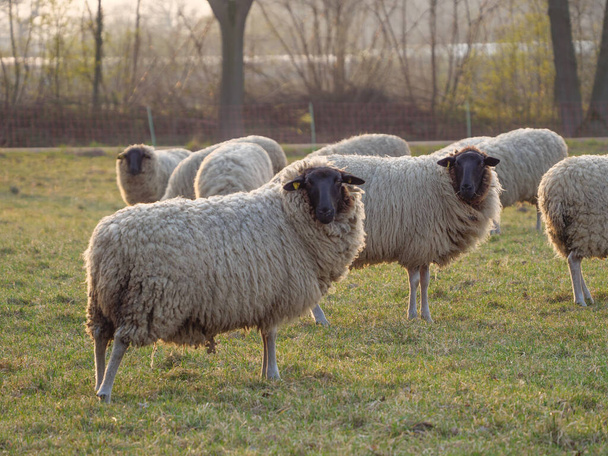 sheeps on a meadow in germany - Photo, Image