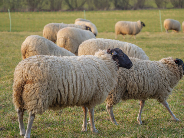 ovelhas em um prado na alemanha
 - Foto, Imagem