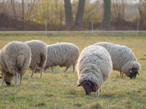 Almanya bir çayır üzerinde koyun - Fotoğraf, Görsel