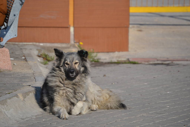 Un perro callejero soñoliento yace en el suelo - Foto, Imagen
