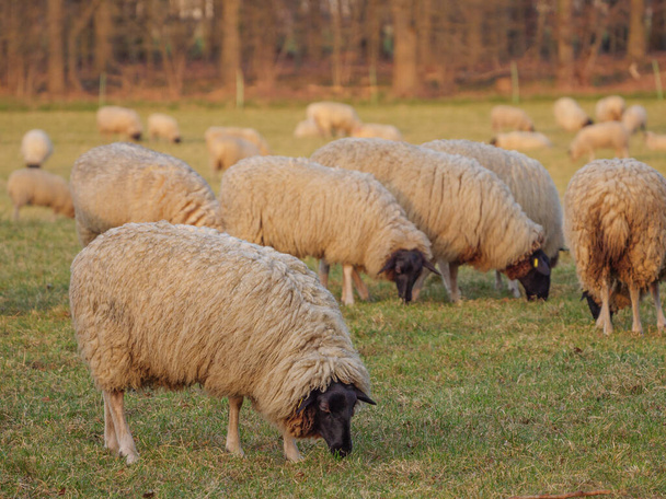 ドイツの草原の羊 - 写真・画像