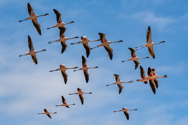 Namibya 'da uçan pembe flamingo sürüsü, güzel kuşlar. - Fotoğraf, Görsel