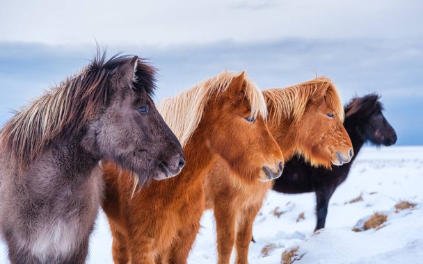 Cavalos na Islândia. Cavalos selvagens num grupo. Cavalos no fiorde ocidental na Islândia. Composição com animais selvagens. Imagem de viagem - Foto, Imagem