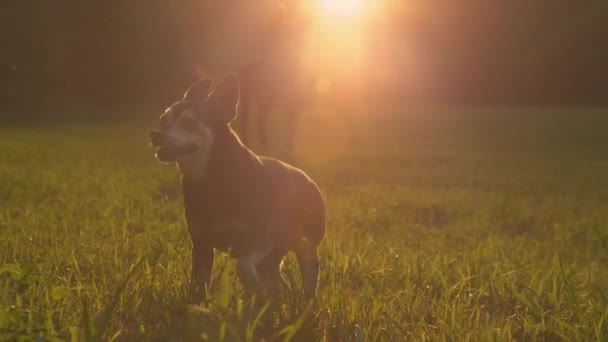 ZAMKNIJ SIĘ: Miniaturowy pies pinscher bada łąkę w pobliżu konia pastwiskowego. - Materiał filmowy, wideo