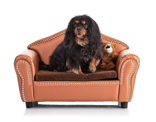 Cavalier king charles spaniel dog sitting on a small sofa on white background - 写真・画像