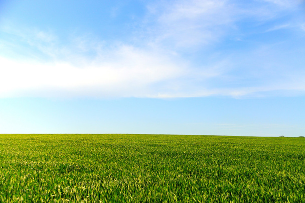 Feld auf einem Hintergrund des blauen Himmels  - Foto, Bild