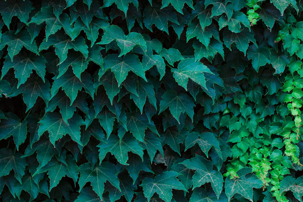 Groene bladeren patroon, natuurlijke achtergrond - Foto, afbeelding