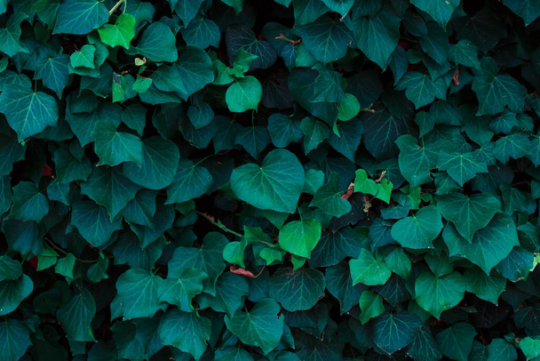 groene bladeren op een achtergrond van een struik - Foto, afbeelding