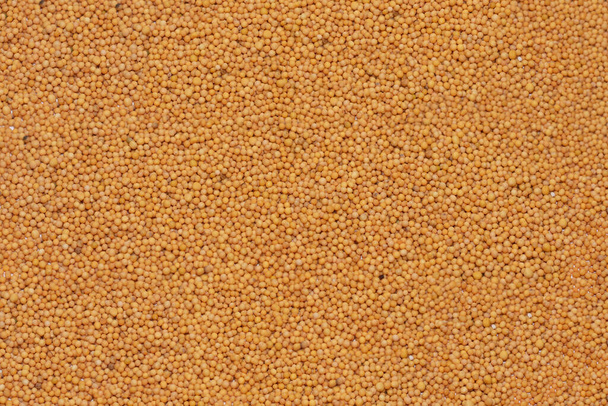 textura o fondo de granos de mostaza en colores naranja y amarillo - Foto, imagen