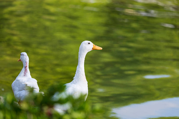 A pair of ducks on a river. This image shows cute ducks. The duck are swimming in a small lake. Side view of a Mallard floating on the water. Duck in water, Selective focus with shallow depth of field - 写真・画像