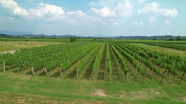 AERIAL: Scenic drone view of the vast sprawling vineyard in the Mediterranean. - Кадры, видео