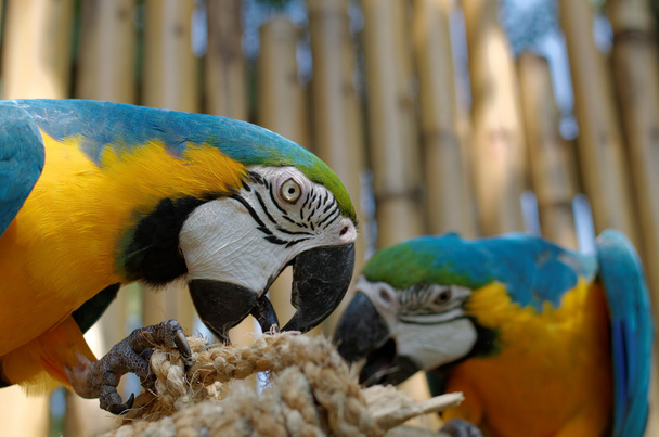 Mavi ve Sarı Macaw - Fotoğraf, Görsel
