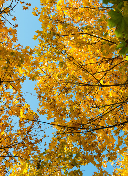 beautiful autumn background from yellow maple leaves - Fotó, kép