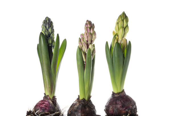 Gorgeous hyacinth plants on white background - Foto, afbeelding