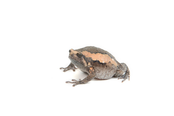 Primer plano de rana toro marrón aislada en blanco - Foto, Imagen