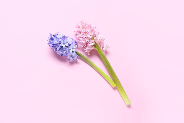 Красиві квіти гіацинта на рожевому фоні
 - Фото, зображення