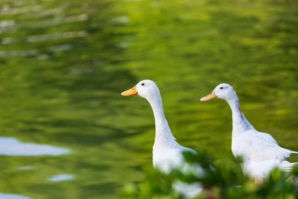 Une paire de canards blancs sur une rivière avec un fond bokeh. Cette image montre des canards mignons. Les canards nagent dans un petit lac. Vue latérale d'un Mallard flottant sur l'eau. Canard dans l'eau, Mise au point sélective - Photo, image