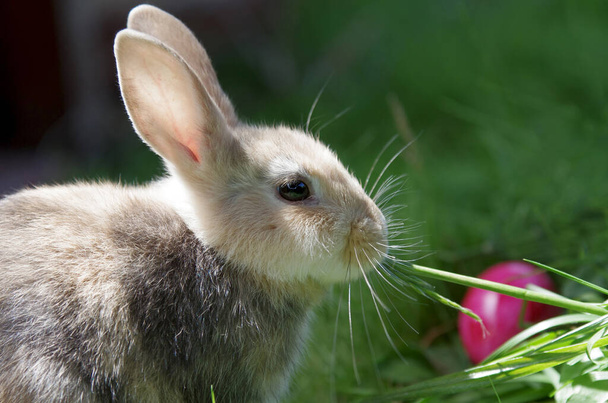 一匹のウサギが草の刃を食べていて、背景にはカラフルなイースターエッグがあります。 - 写真・画像