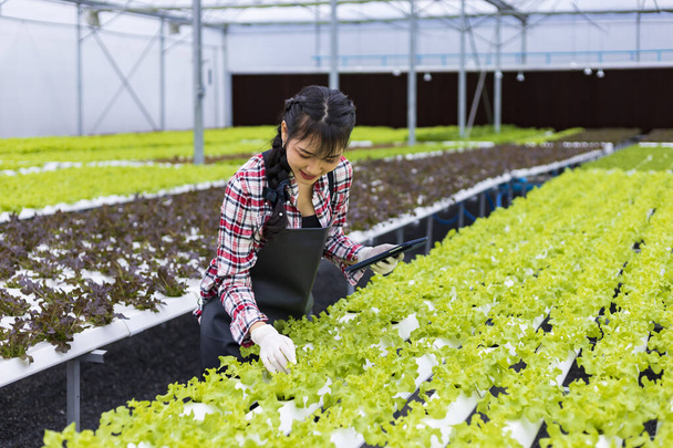 Femme asiatique agriculteur local cultivant de la laitue salade de chêne vert à l'intérieur de la serre en utilisant le système d'eau hydroponique approche biologique pour la propre entreprise familiale et la cueillette de certains à vendre - Photo, image