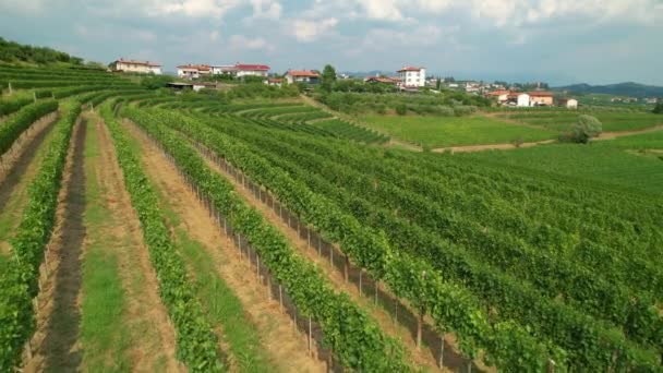 AERIAL: Colinas de una región vinícola en el Mediterráneo están cubiertas de vid. - Metraje, vídeo