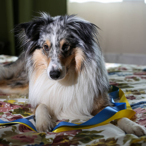 Hond zit en legt op Oekraïense vlag. Hondenras blauwe merle shetland Sheepdog. Fotodoel ter ondersteuning van Oekraïne. - Foto, afbeelding