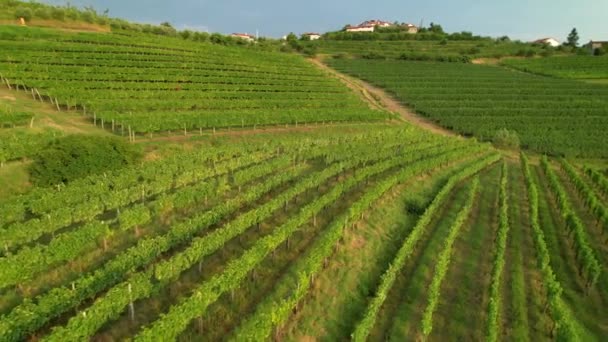 AERIAL: Flying over the lush green vineyards of Goriska Brda at golden sunset. - Кадры, видео
