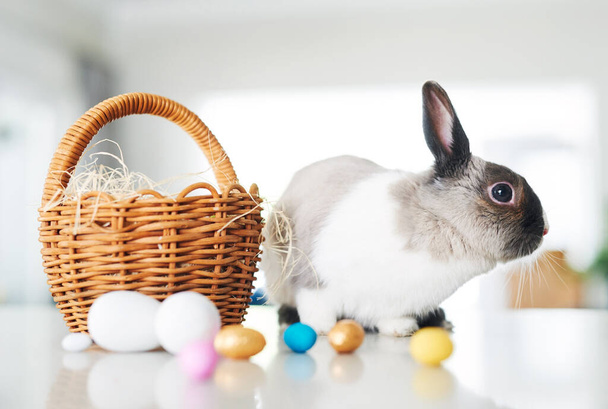 俺ほどお前を愛してるウサギはいない。家で卵とバスケットの横に座ってかわいいウサギのショット. - 写真・画像
