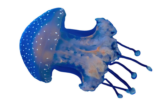 zbliżenie australijskiej meduzy plamistej - Zdjęcie, obraz