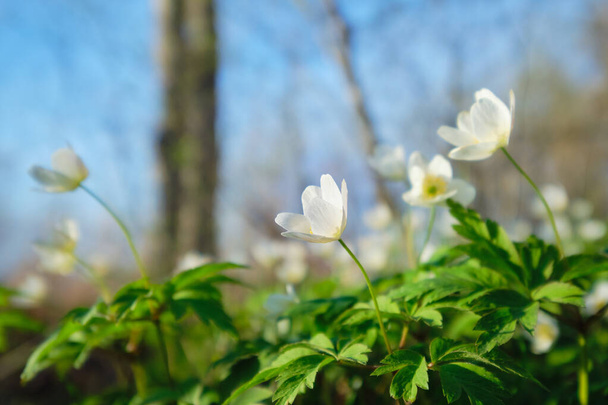 First spring white forest flowers: white snowdrops, oak anemone, spring, sunny day in forest, north karelian nature. - Photo, Image