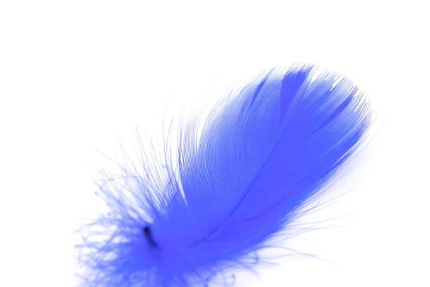 Mooie blauwe veer op witte achtergrond - Foto, afbeelding