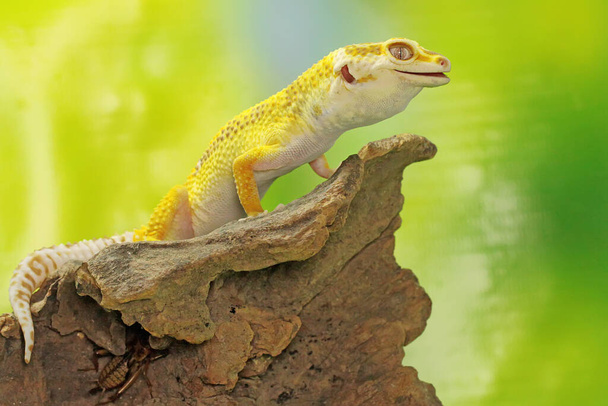 Un gecko léopard mange une cigale sur une bûche sèche. Reptiles avec des couleurs attrayantes ont le nom scientifique Eublepharis macularius. - Photo, image