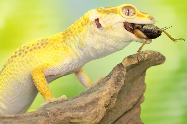 Lampart gecko zjada cykadę na suchym drzewie. Gady o atrakcyjnych kolorach mają naukową nazwę Eublepharis macularius. - Zdjęcie, obraz