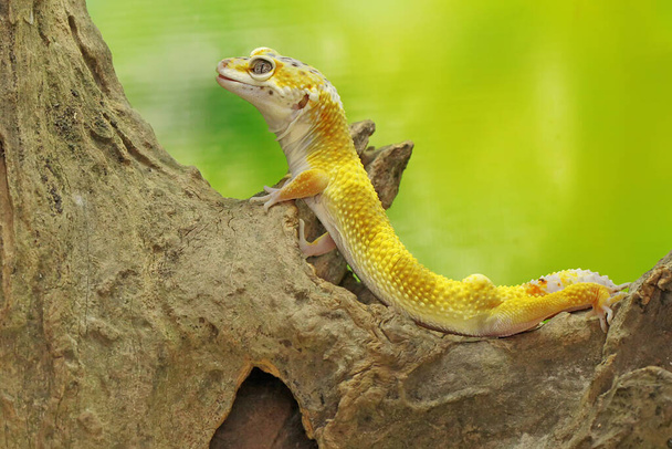 Un gecko léopard mange une cigale sur une bûche sèche. Reptiles avec des couleurs attrayantes ont le nom scientifique Eublepharis macularius. - Photo, image