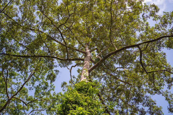 The big tropical tree with sky background, view from below. Scientific name Dipterocarpus alatus or Yang Na Yai tree or Dipterocarpaceae. Island Borneo, Malaysia - Foto, Imagen