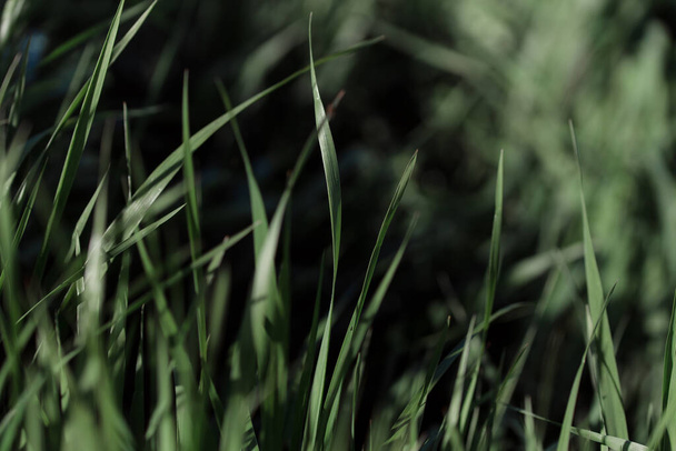 зеленая текстура травы, фон - Фото, изображение