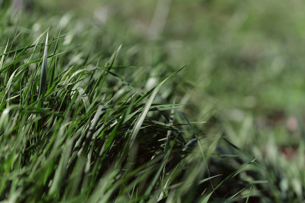 green grass background, selective focus - Foto, imagen