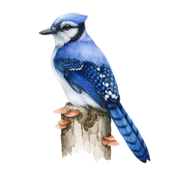 Blue jay bird on the tree stump. Real watercolor illustration. Hand drawn cyanocitta cristata forest wildlife avian. Blue jay common North American bird. White background - Photo, Image