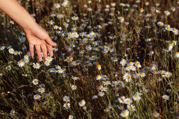 mano de mujer con flores de manzanilla en el campo  - Foto, imagen