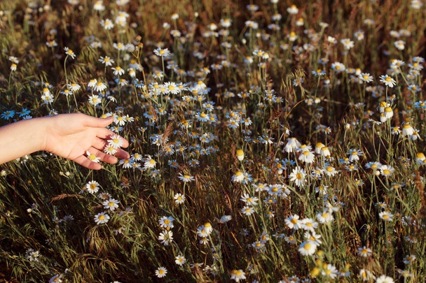woman's hand with chamomile flowers in the field  - Foto, imagen